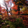 紅に魅せられて