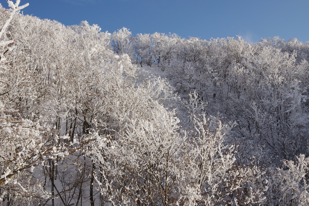 輝く樹氷の森