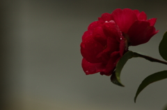 山茶花