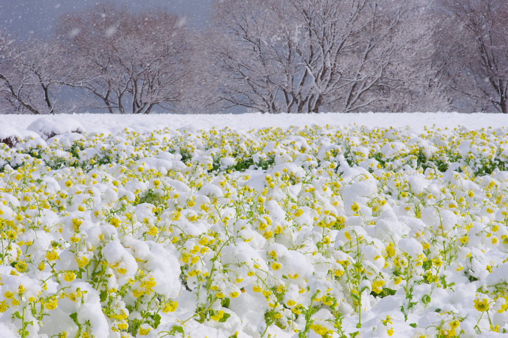 菜の花畑に降る雪