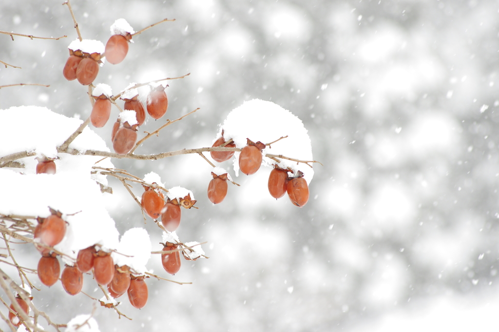 雪と柿