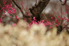梅の花咲いた