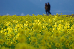 菜の花と二人