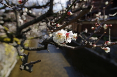 祇園白川の白梅