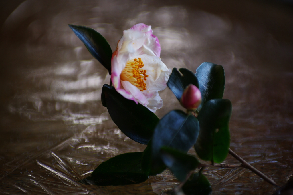 氷椿