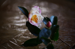 氷椿