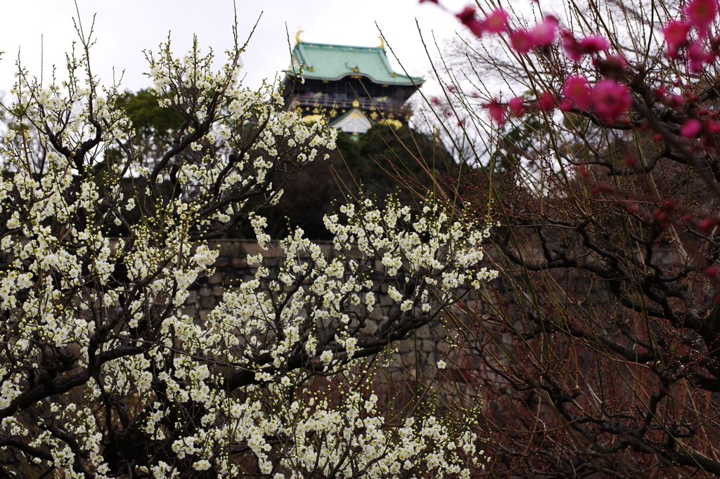 見頃は来週末？