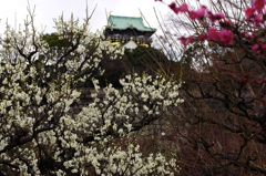 見頃は来週末？