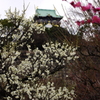 見頃は来週末？