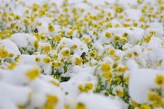 スズメ　遊ぶ　雪の菜の花畑