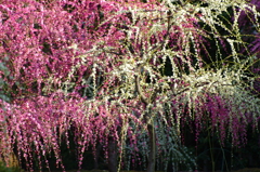 春の朝日に照らされ