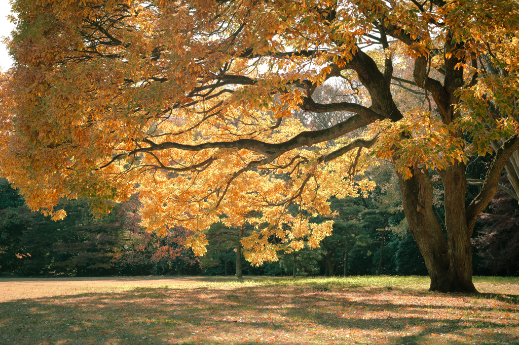 Scenery of autumn 