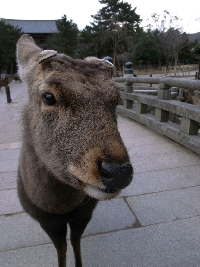 東大寺参道で出会った鹿くん。