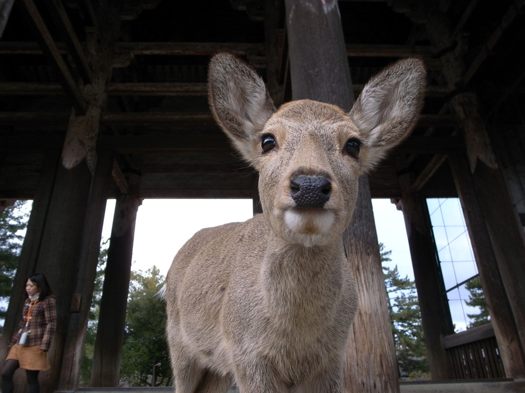 東大寺で出会った鹿くん。
