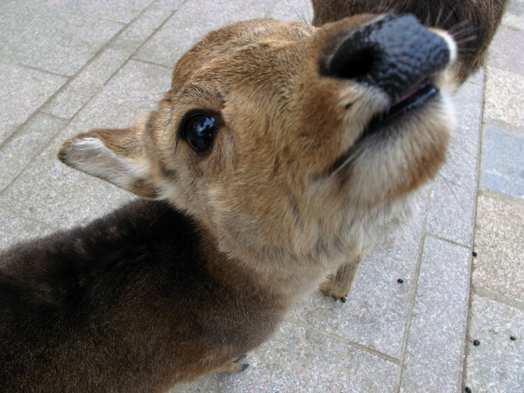 東大寺で出会ったちょっと微笑んだ鹿くん？