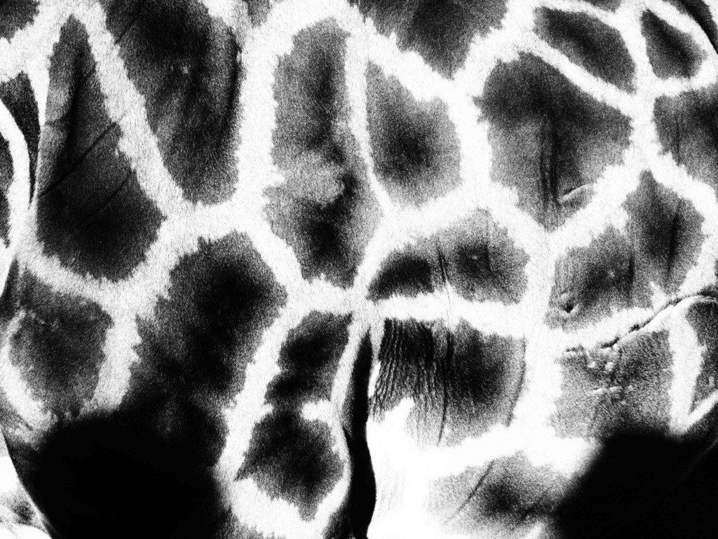 giraffe