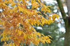 天満宮_紅葉2