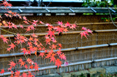 梅小路公演_紅葉