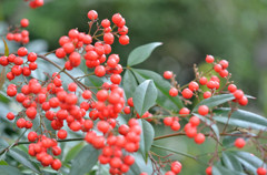 天満宮_紅葉3