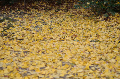 天満宮_紅葉1