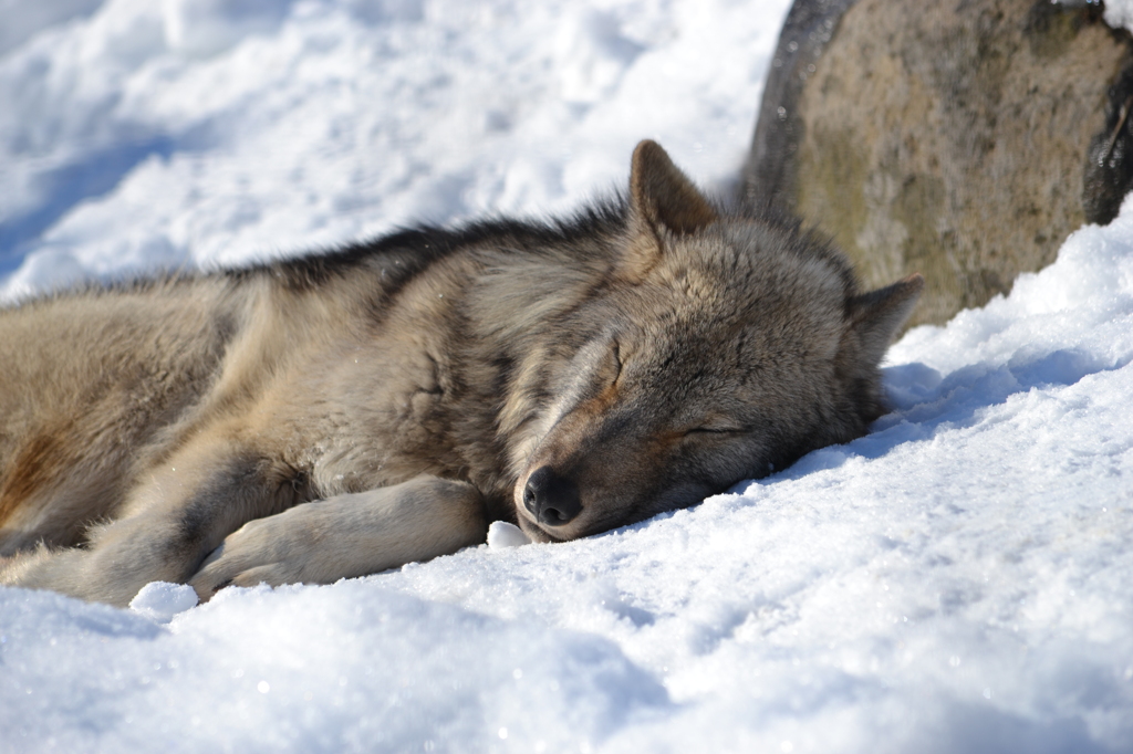 眠る狼さん