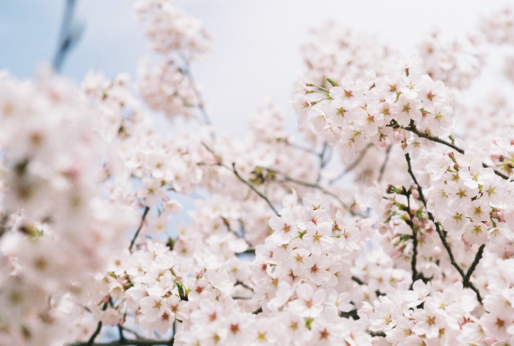 桜