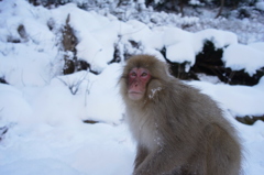 雪原に想う