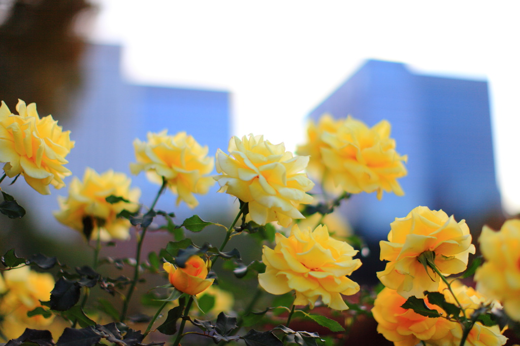 都会の花