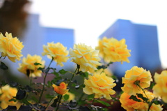 都会の花