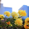都会の花