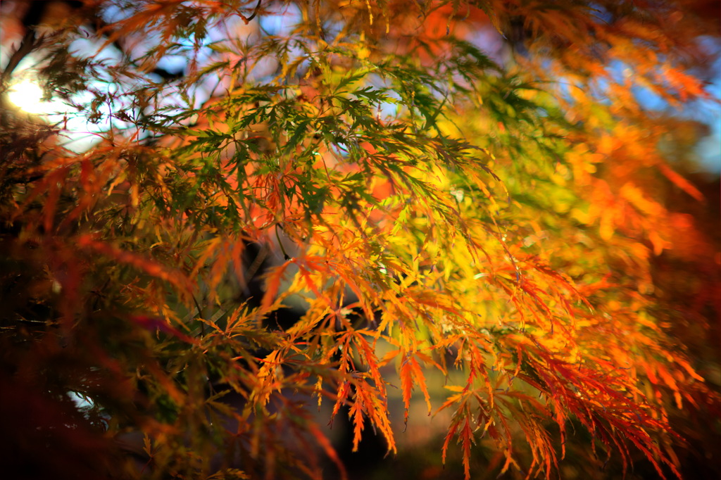 紅葉、名残り