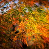 紅葉、名残り