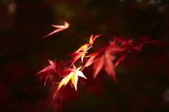 紅葉