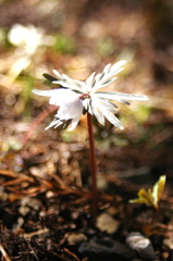 IMGP6756a