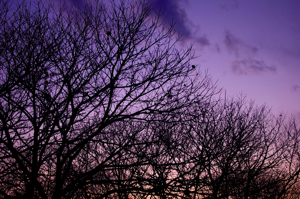IMGP5664a