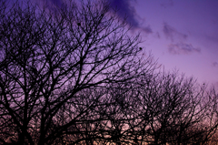 IMGP5664a