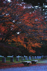 momiji 