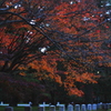 momiji 