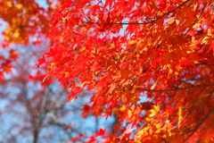 2011紅葉１