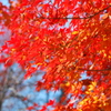 2011紅葉１