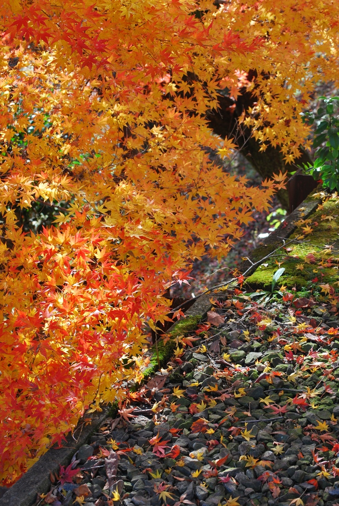 2011紅葉2