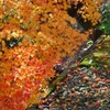 2011紅葉2