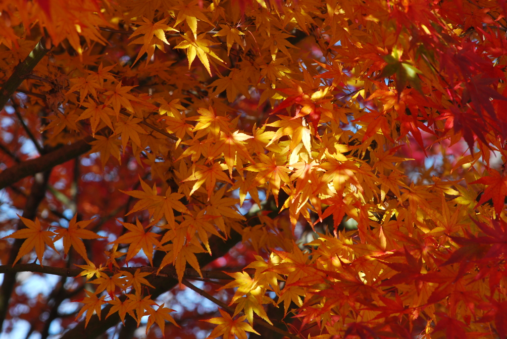 2011紅葉3