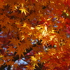 2011紅葉3