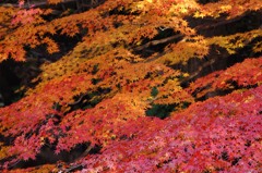 彩の寝床