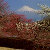 梅と富士