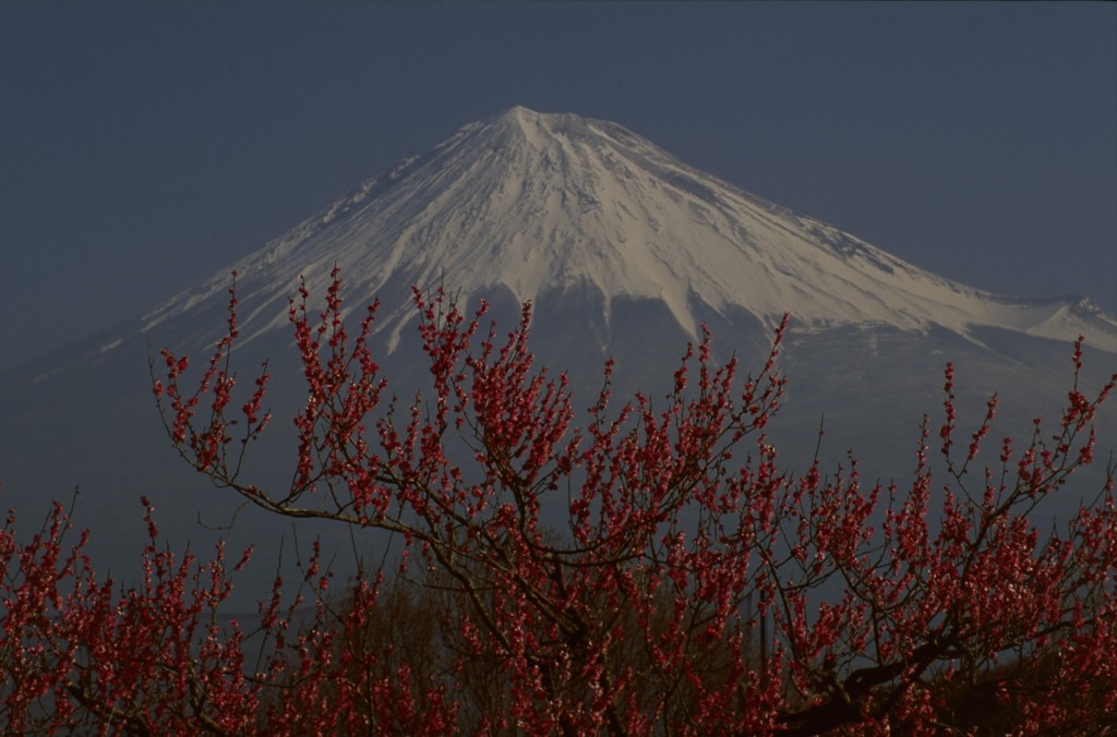 紅梅と
