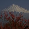 紅梅と