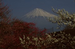 紅白梅と