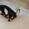 犬